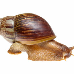 Collection image for: Snail Setups