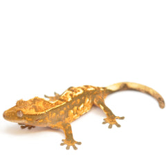 Collection image for: Crested Gecko Setups