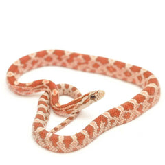 Collection image for: Corn Snake Setups & Starter Kits