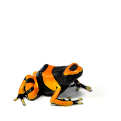 Collection image for: Dart Frog Setups