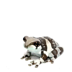 Collection image for: Tree Frog Setups