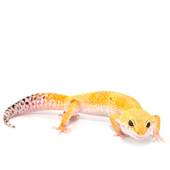 Collection image for: Leopard Gecko Setups