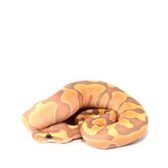 Collection image for: Royal Python Setups