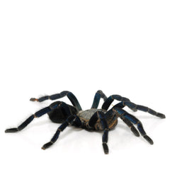 Collection image for: Spider Setups