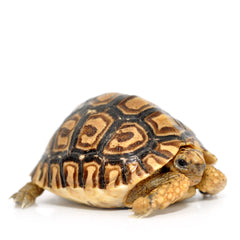 Collection image for: Tortoise Vivarium Setups