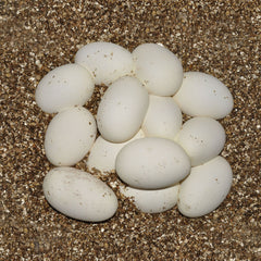 Collection image for: Incubation Media