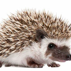 Collection image for: Exotic Pet Supplies