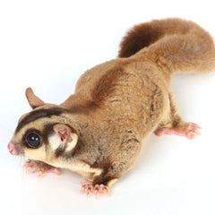 Collection image for: Sugar Glider Supplies