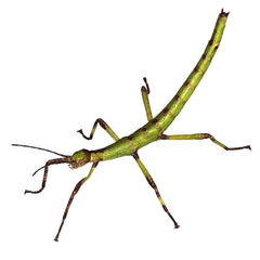 Collection image for: Stick Insect Setups