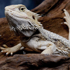 Collection image for: Bearded Dragon Setups