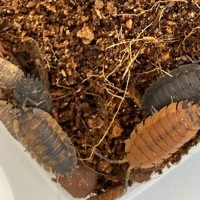 Specialist Woodlice (Isopods)