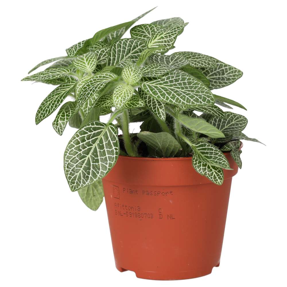 Fittonia mix (Medium)