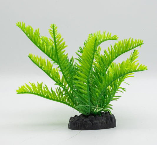 AquaSpectra Fern Green, 15cm