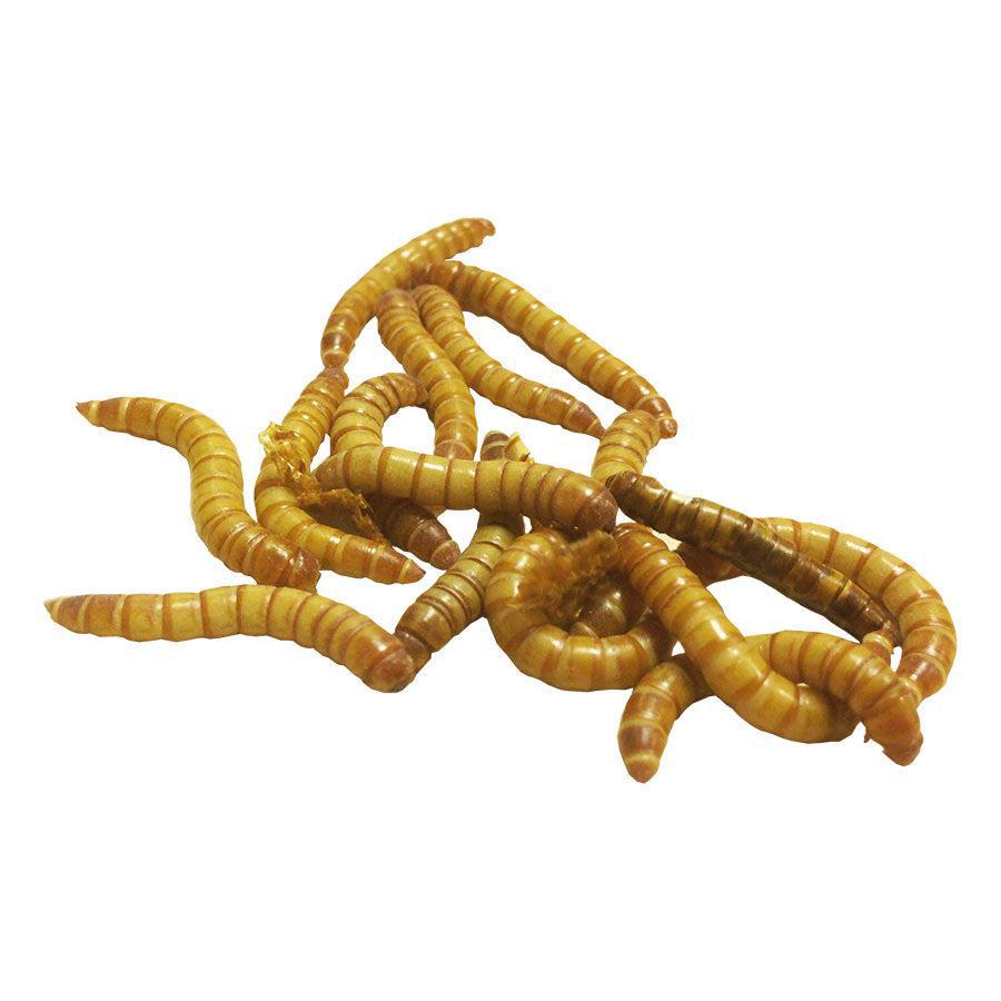 Live Mealworms