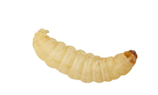 Live Waxworms