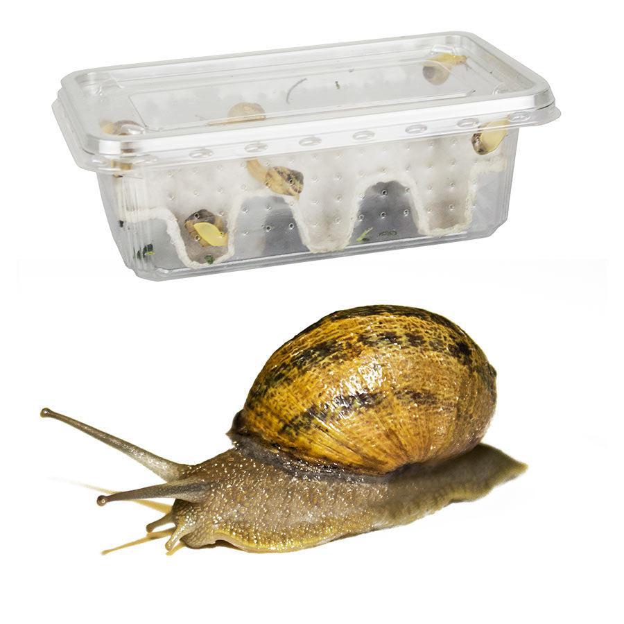 Live Snails