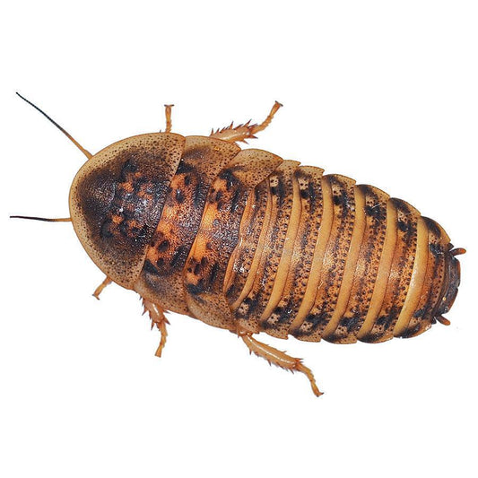 Dubia Cockroaches