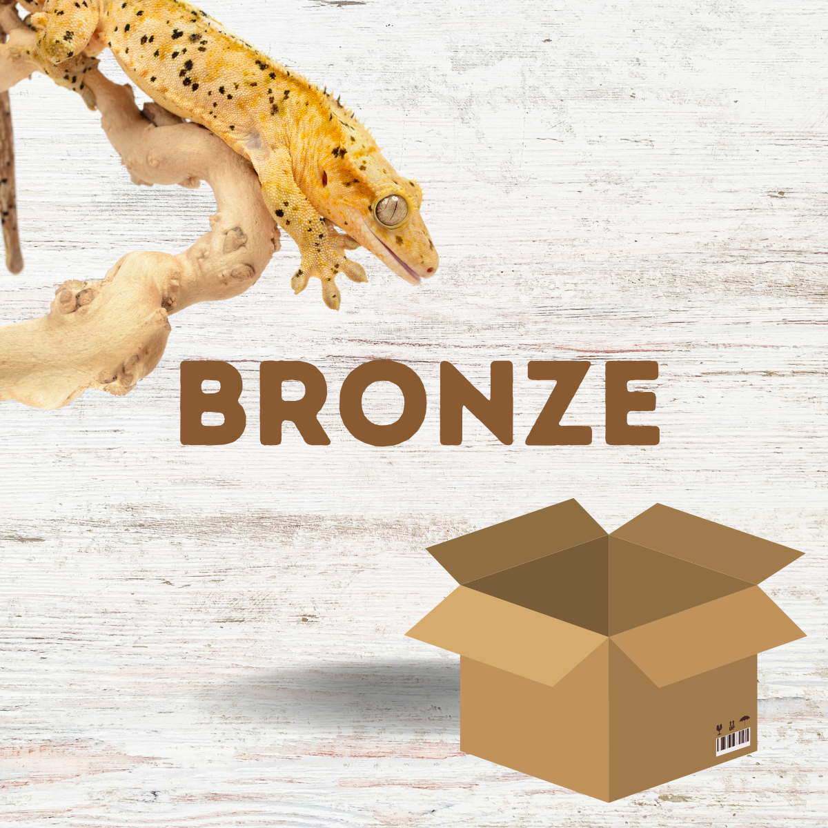 Crested Gecko Starter Kit Bronze (45x45x60cm) Medusa Exotics