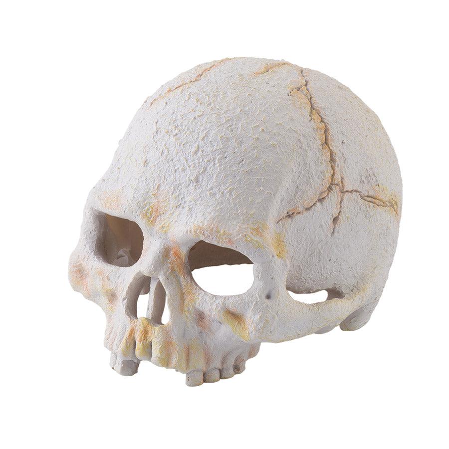 Exo Terra Primate Skull