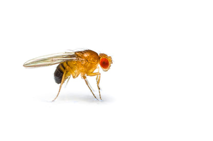 Flightless Fruitflies