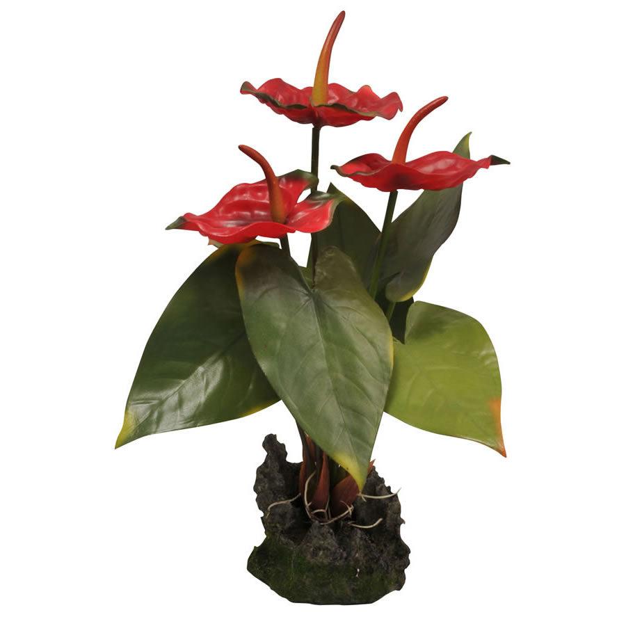 Lucky Reptile Anthurium