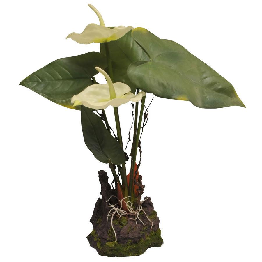 Lucky Reptile Anthurium